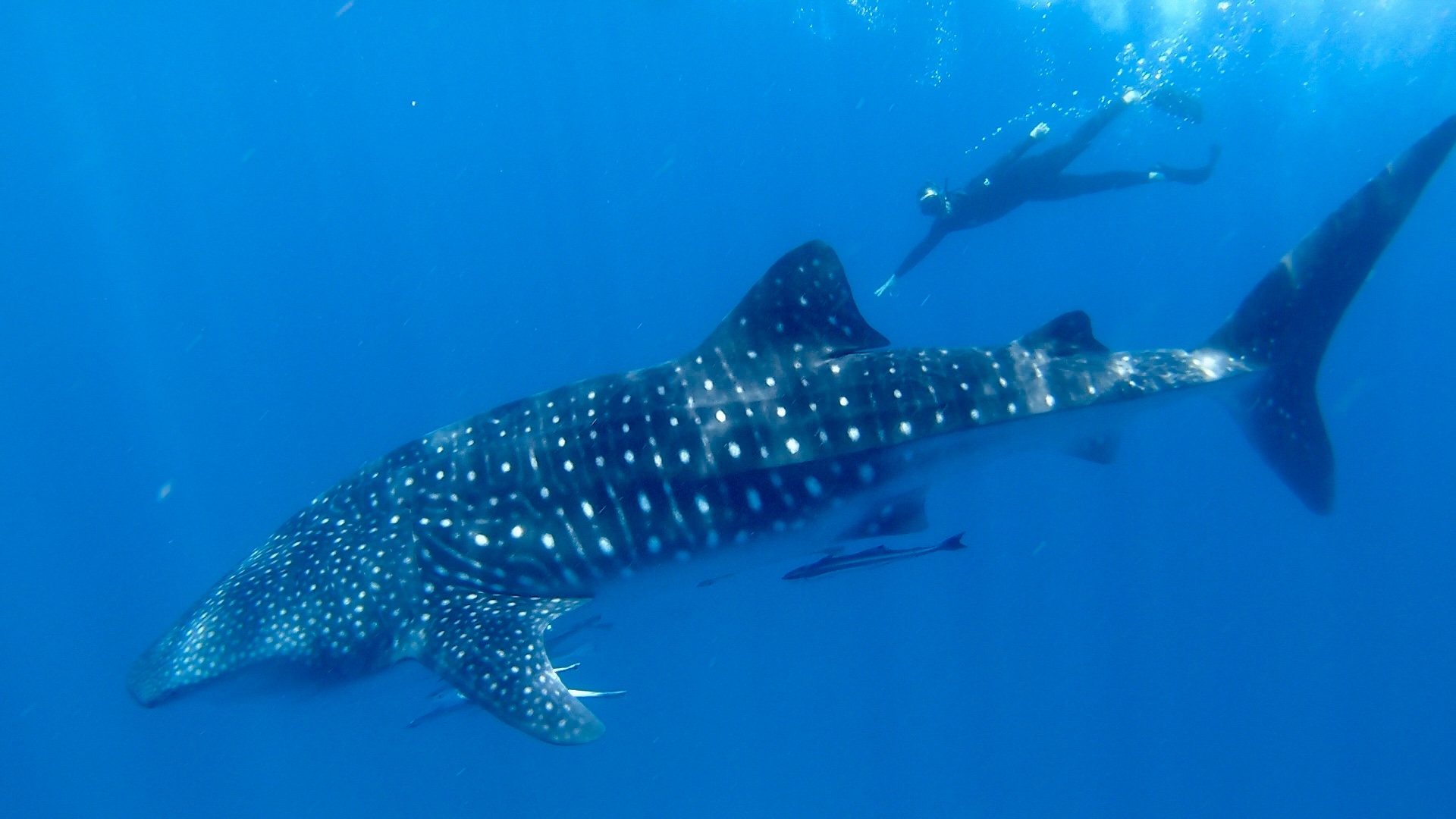 Robin Booth swimming with Whale Sharks